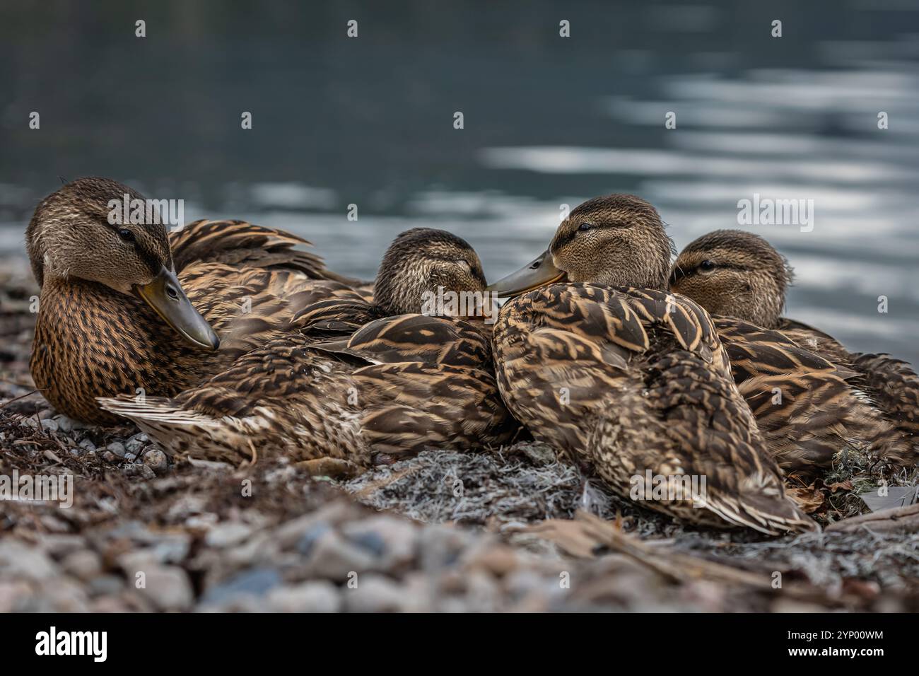 Les colverts dorment sur la rive d'un lac. Un colvert femelle avec des bébés canards -anas platyrhynchos. Nature faune colvert canard sur un sol. Gros plan sur les canards. Canard i. Banque D'Images