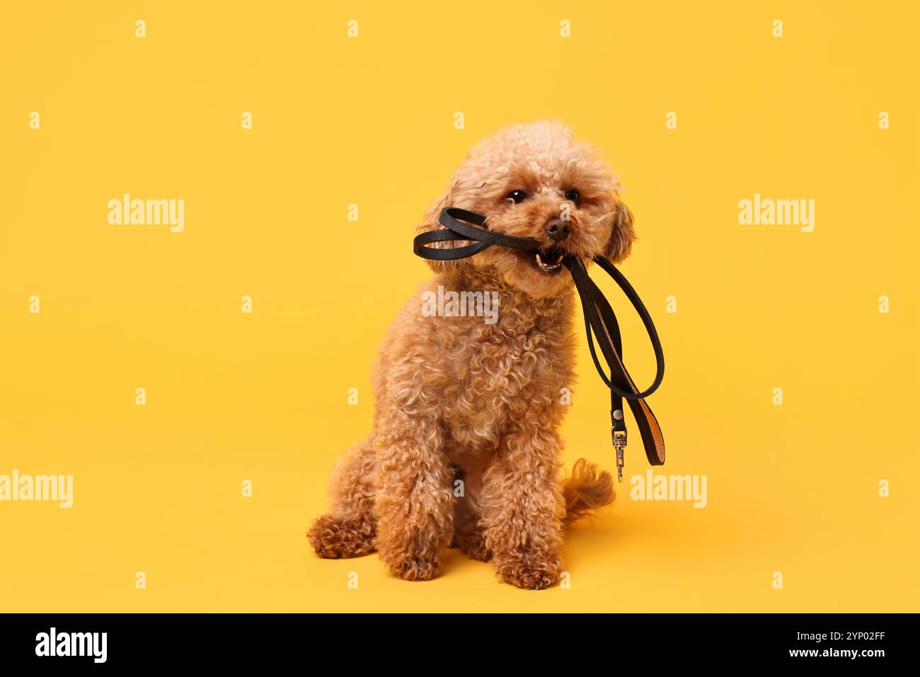 Marcher avec le chien. Mignon Maltipoo avec laisse sur fond orange Banque D'Images