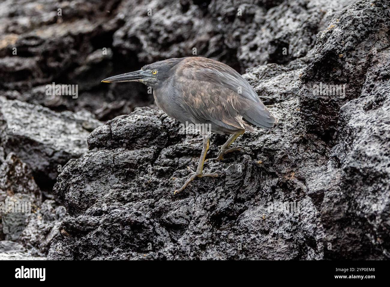 Lave Heron - Butorides sundevalli - oiseau sur la lave côtière. Galapagos endémique. Banque D'Images