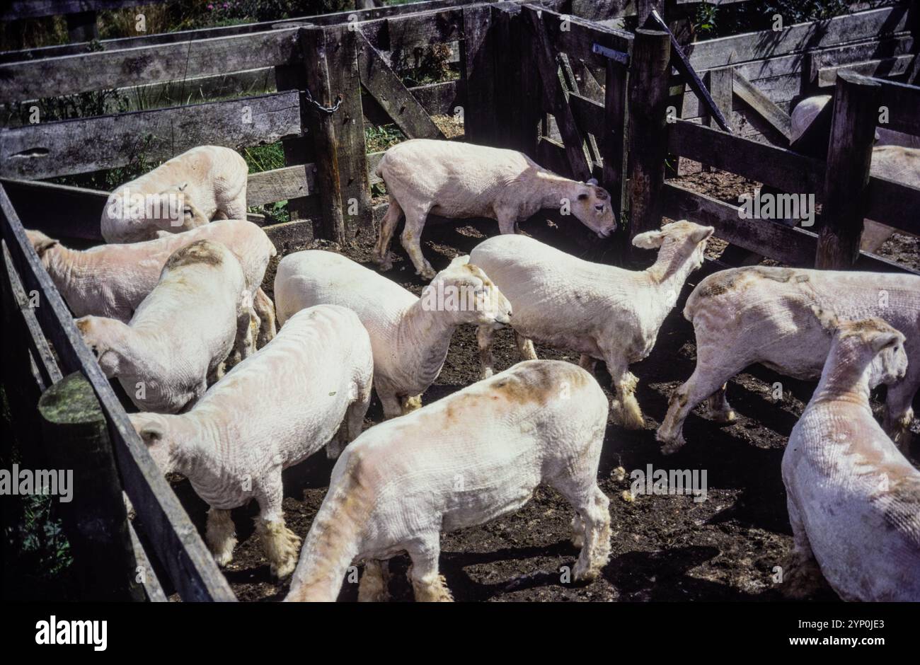 Photo vintage de moutons cisaillés dans un stylo Banque D'Images