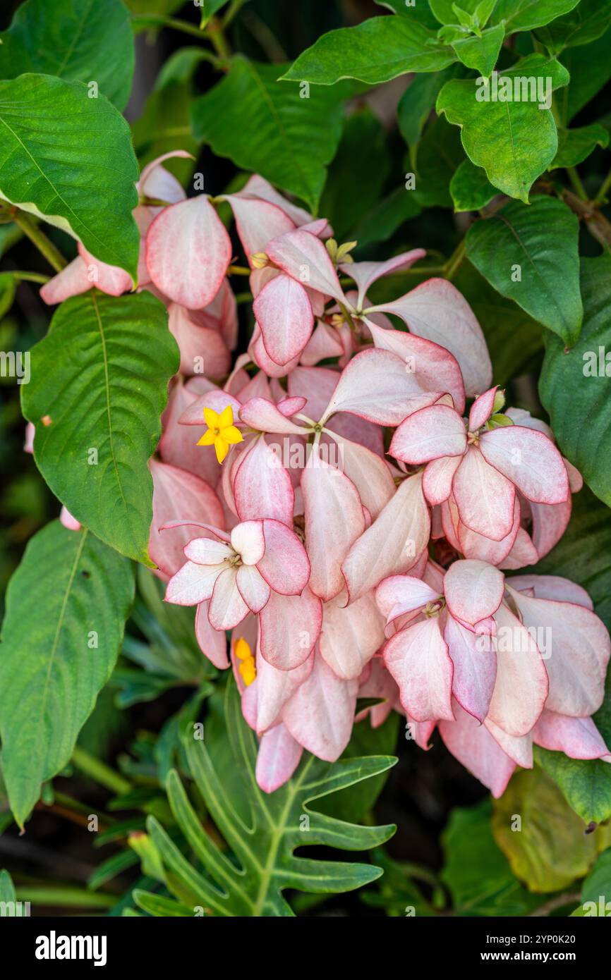 Une Mussaenda est une plante à fleurs tropicales originaire des tropiques. Banque D'Images Une Mussaenda est une plante à fleurs tropicales originaire des tropiques. Banque D'Images