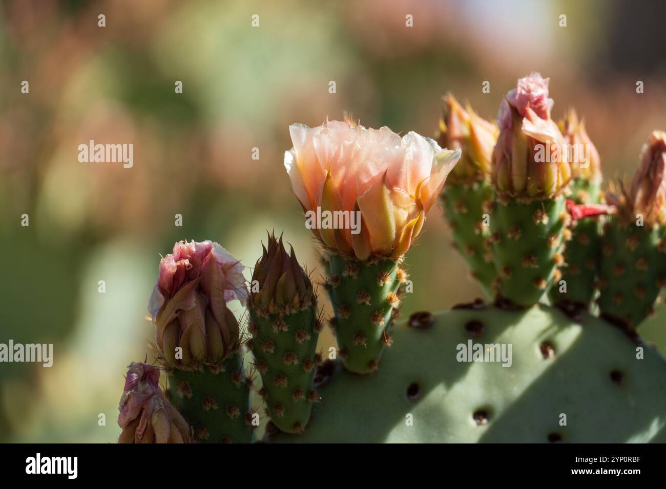 Un gros plan d'un cactus de barbarie (Opuntia) avec des fleurs vibrantes qui commencent à fleurir, capturé dans la lumière chaude du soleil du désert de Sonora près de Phoeni Banque D'Images