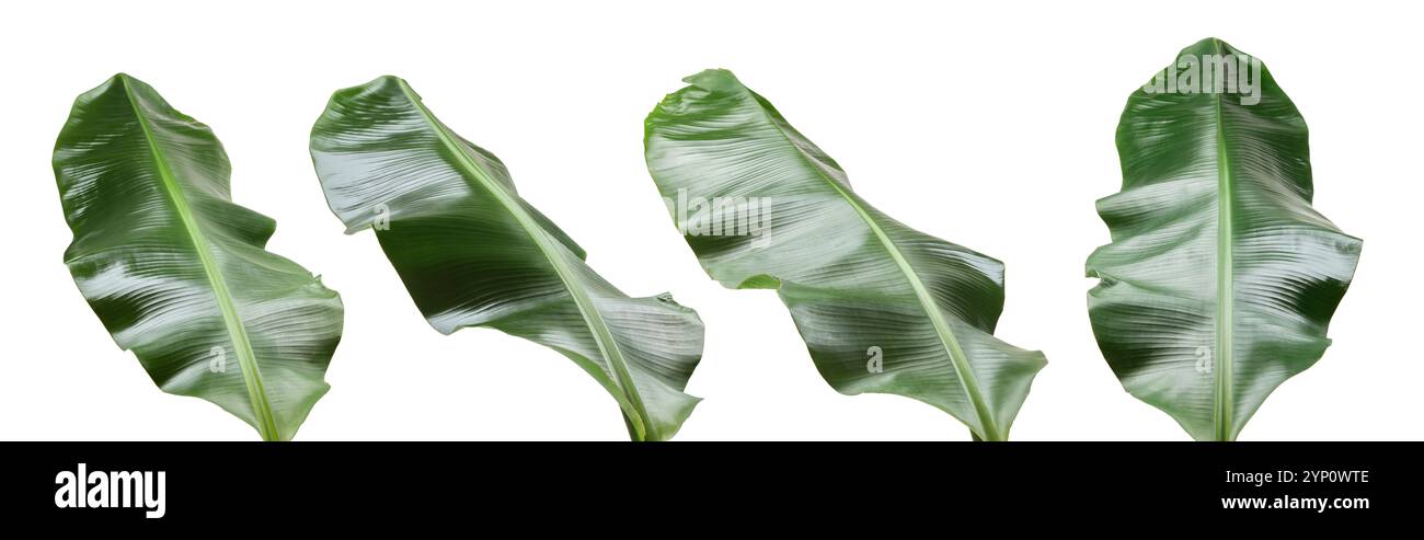 Feuilles de banane vert vif isolées sur blanc, serties Banque D'Images