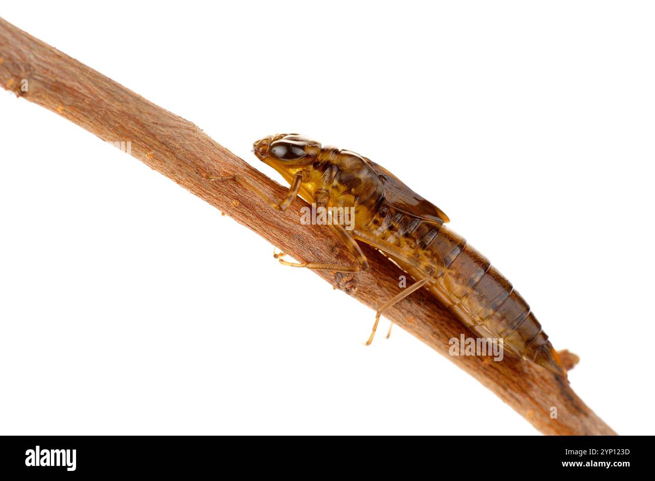 Les larves de libellules Banque D'Images