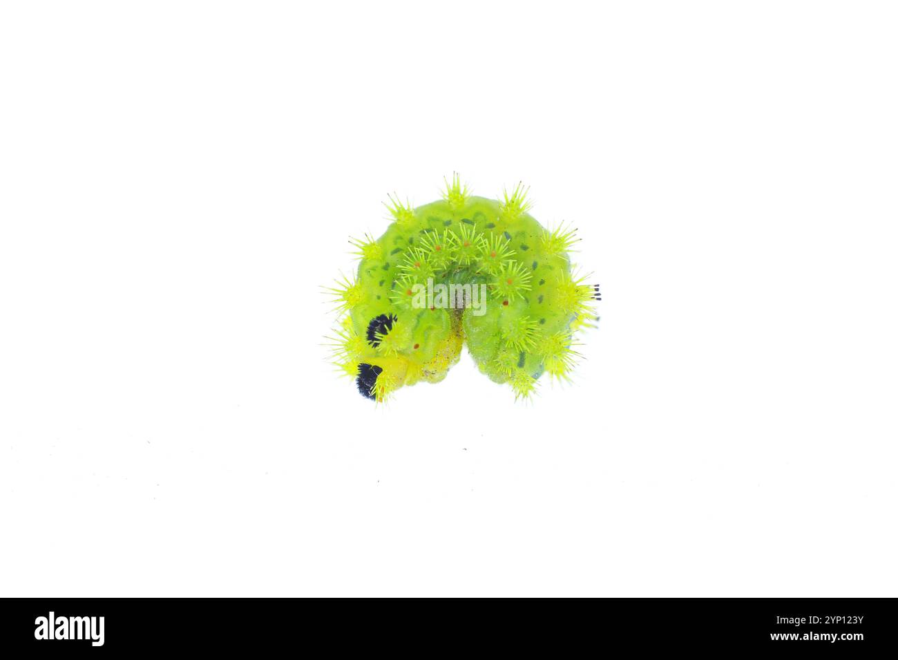 Larves de mites dans le fond blanc Banque D'Images