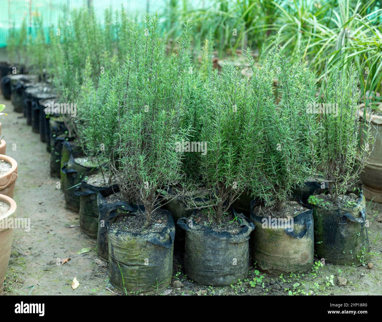 Plants de romarin frais dans des sacs de culture de pépinière Banque D'Images