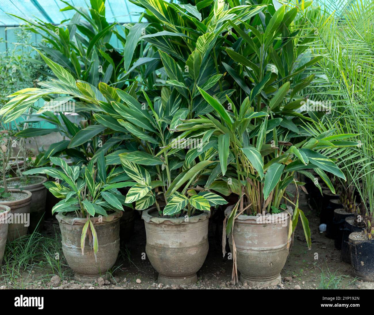 Alpinia zerumbet, plants de gingembre panachés dans de grands pots en argile Banque D'Images