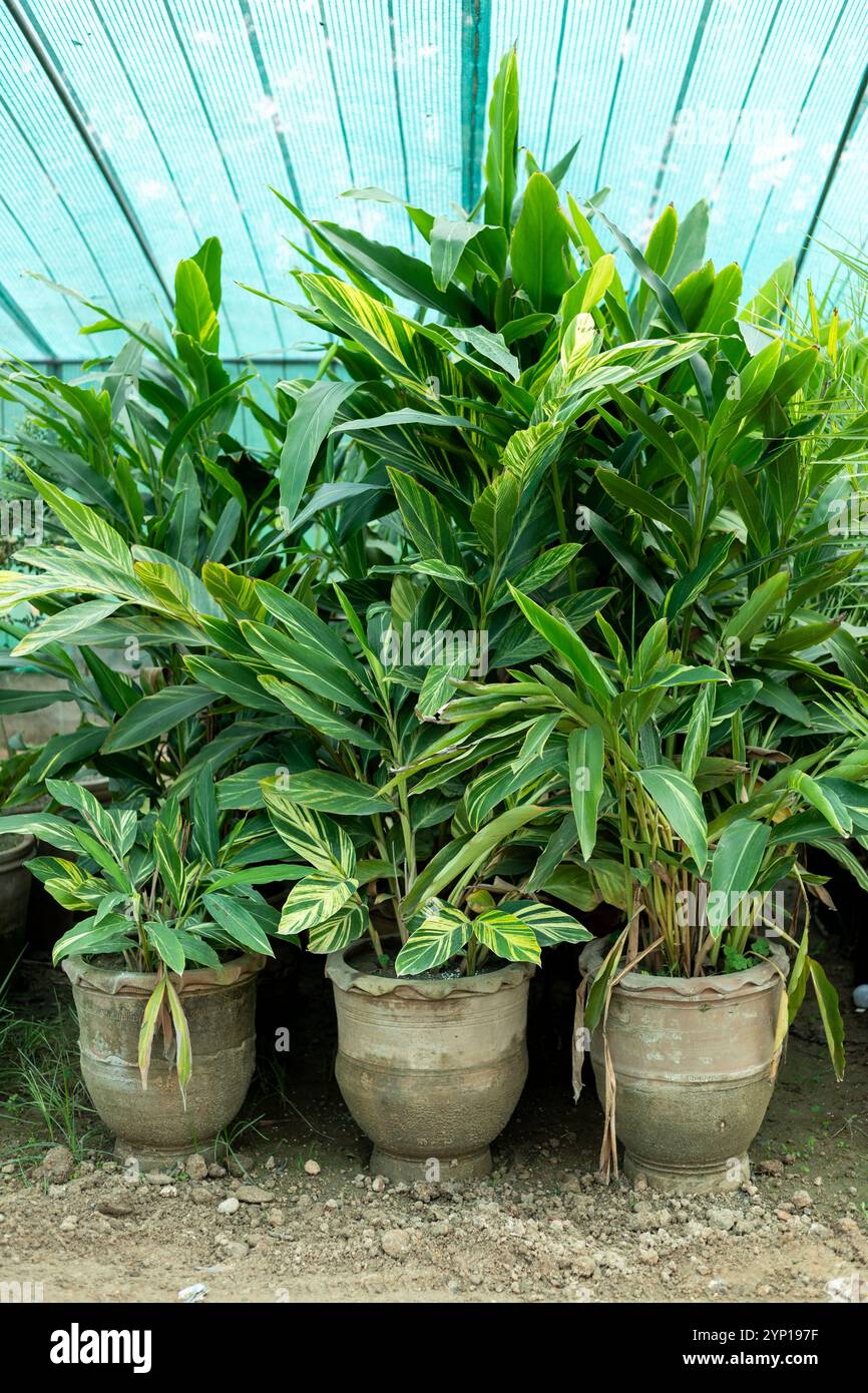 Gros plan des plantes Alpinia zerumbet en pots Banque D'Images