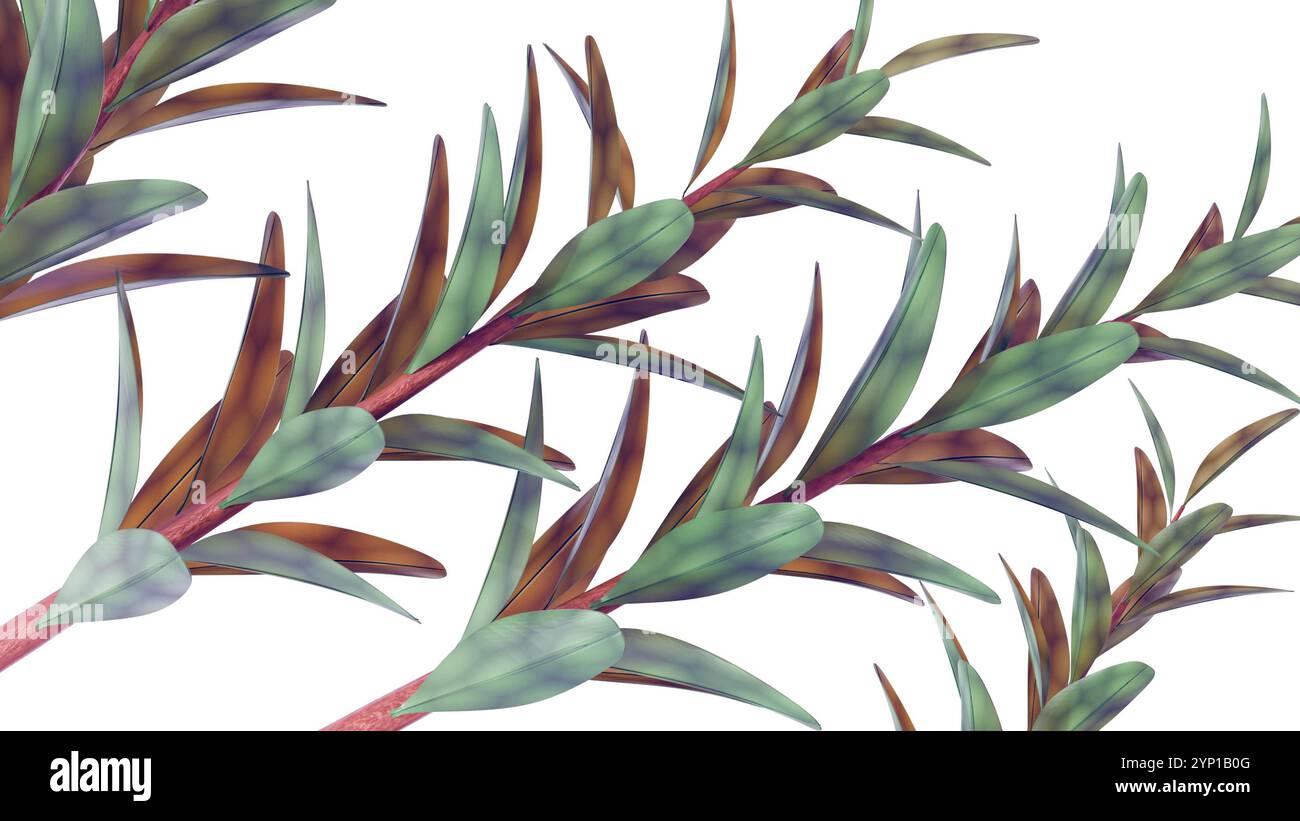 Rendu 3d de Melaleuca alternifolia ou communément appelé arbre à thé Banque D'Images