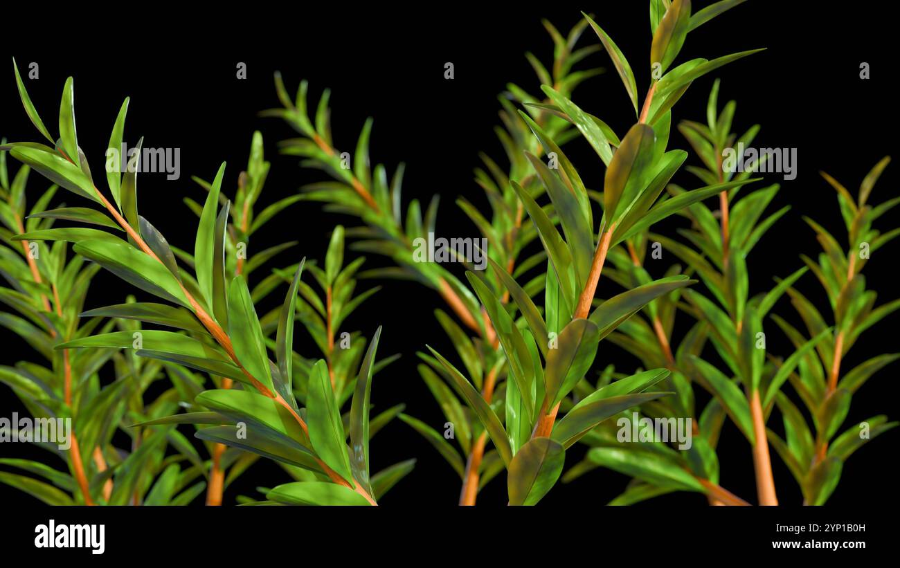 Rendu 3d de Melaleuca alternifolia ou communément appelé arbre à thé Banque D'Images