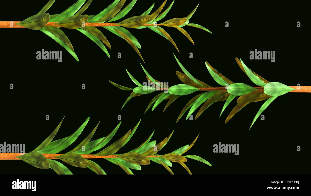 Rendu 3d de Melaleuca alternifolia ou communément appelé arbre à thé Banque D'Images