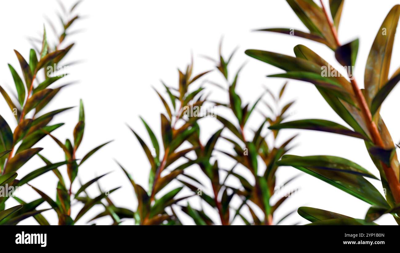 Rendu 3d de Melaleuca alternifolia ou communément appelé arbre à thé Banque D'Images
