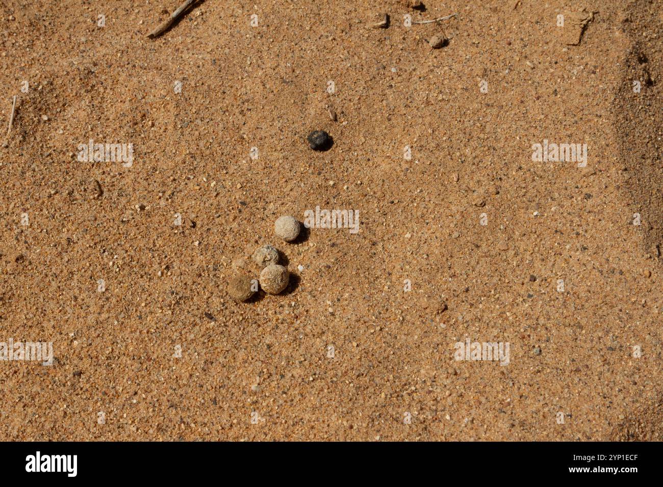 f fientes de lièvre du Cap dans le sable (Lepus capensis arabicus) Banque D'Images