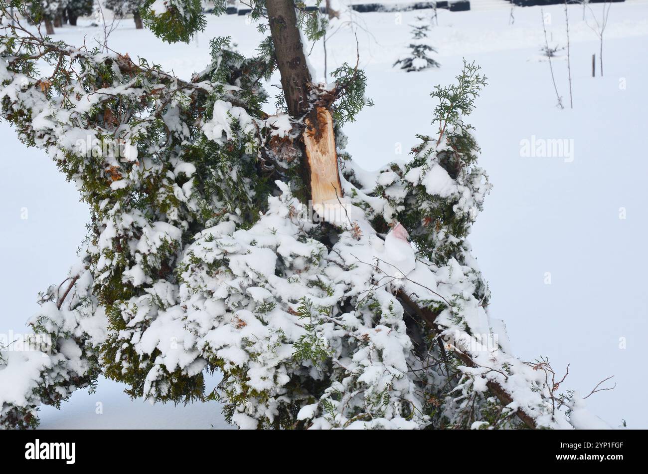 Prévention et réparation des dommages hivernaux. Thuja a cassé des branches après la tempête de neige. Banque D'Images