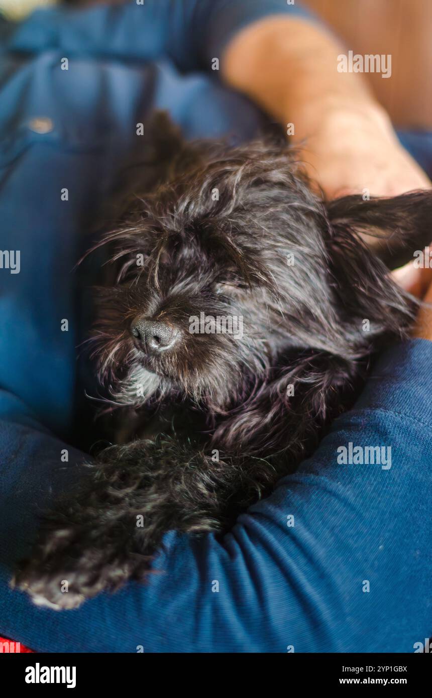 petit chien noir dormant et serrant dans les bras masculins. Photo de haute qualité Banque D'Images