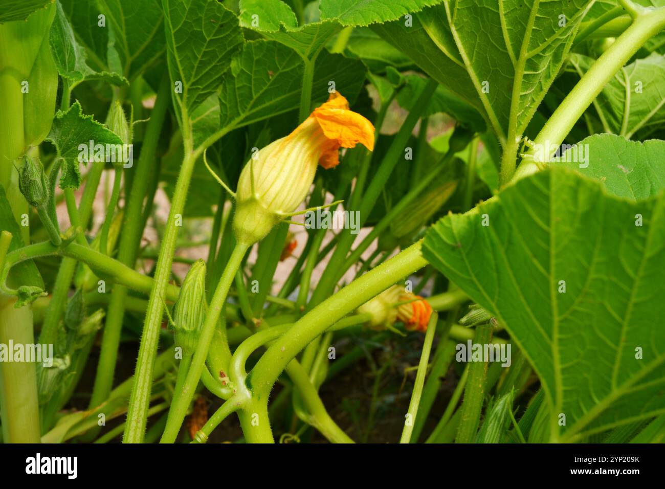 Plante de courgette sur le sol avec sa fleur jaune sur le sol dans une journée d'été ensoleillée en plein air Banque D'Images
