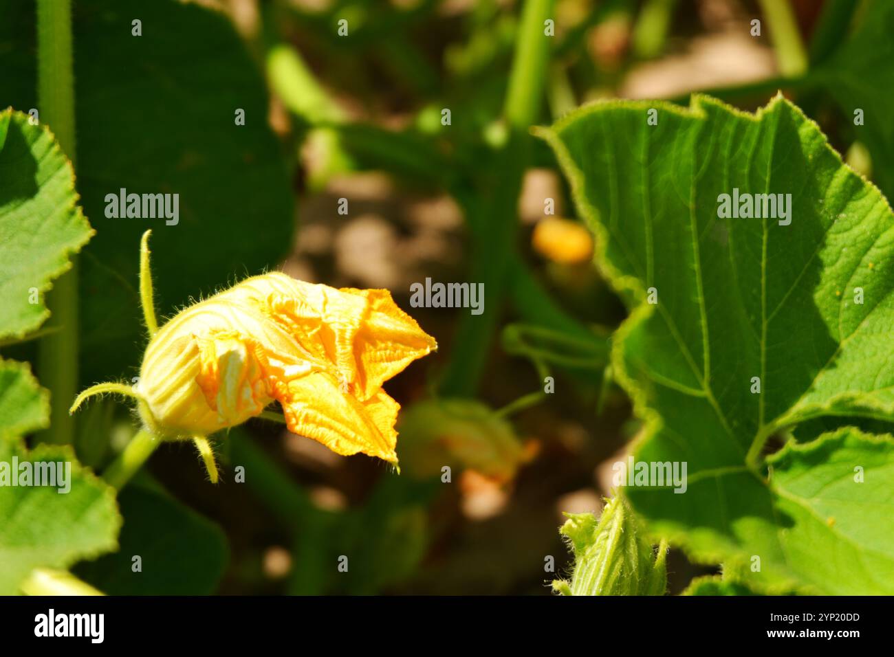 Plante de courgette sur le sol avec sa fleur jaune sur le sol dans une journée d'été ensoleillée en plein air Banque D'Images