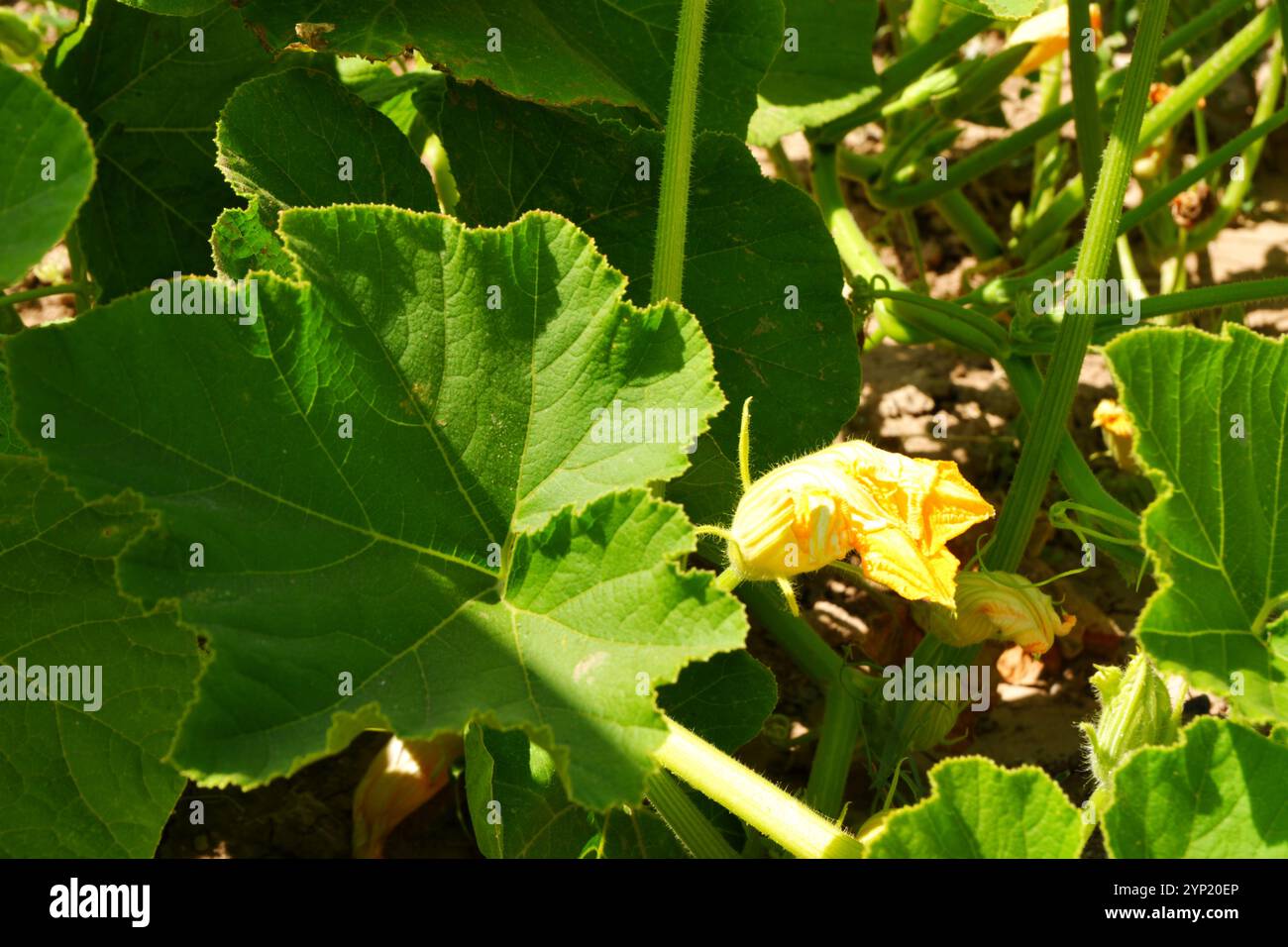 Plante de courgette sur le sol avec sa fleur jaune sur le sol dans une journée d'été ensoleillée en plein air Banque D'Images