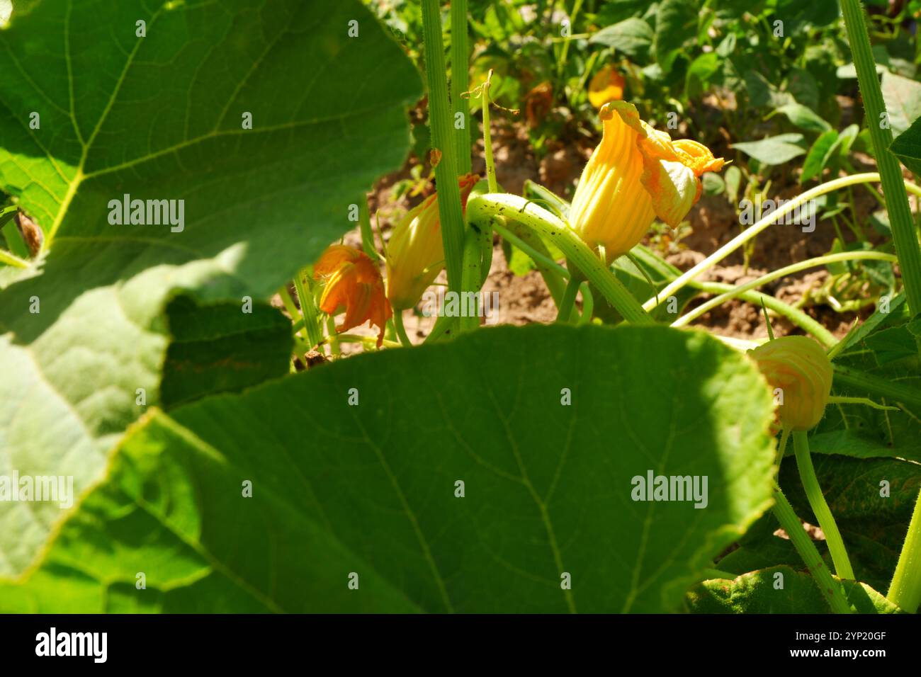 Plante de courgette sur le sol avec sa fleur jaune sur le sol dans une journée d'été ensoleillée en plein air Banque D'Images