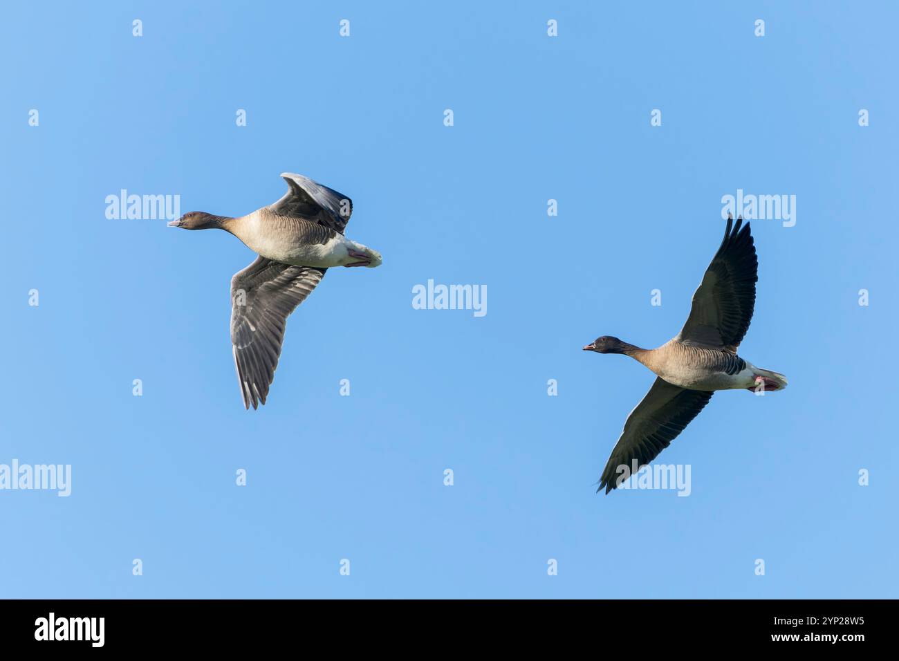 OIE à pieds roses, Anser brachyrhynchus, deux oiseaux volant à Cley, Norfolk, Royaume-Uni, 26 novembre 2024 Banque D'Images