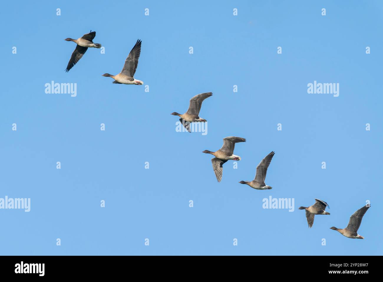 OIE à pieds roses, Anser brachyrhynchus, troupeau d'oiseaux volant à Cley, Norfolk, Royaume-Uni, 26 novembre 2024 Banque D'Images