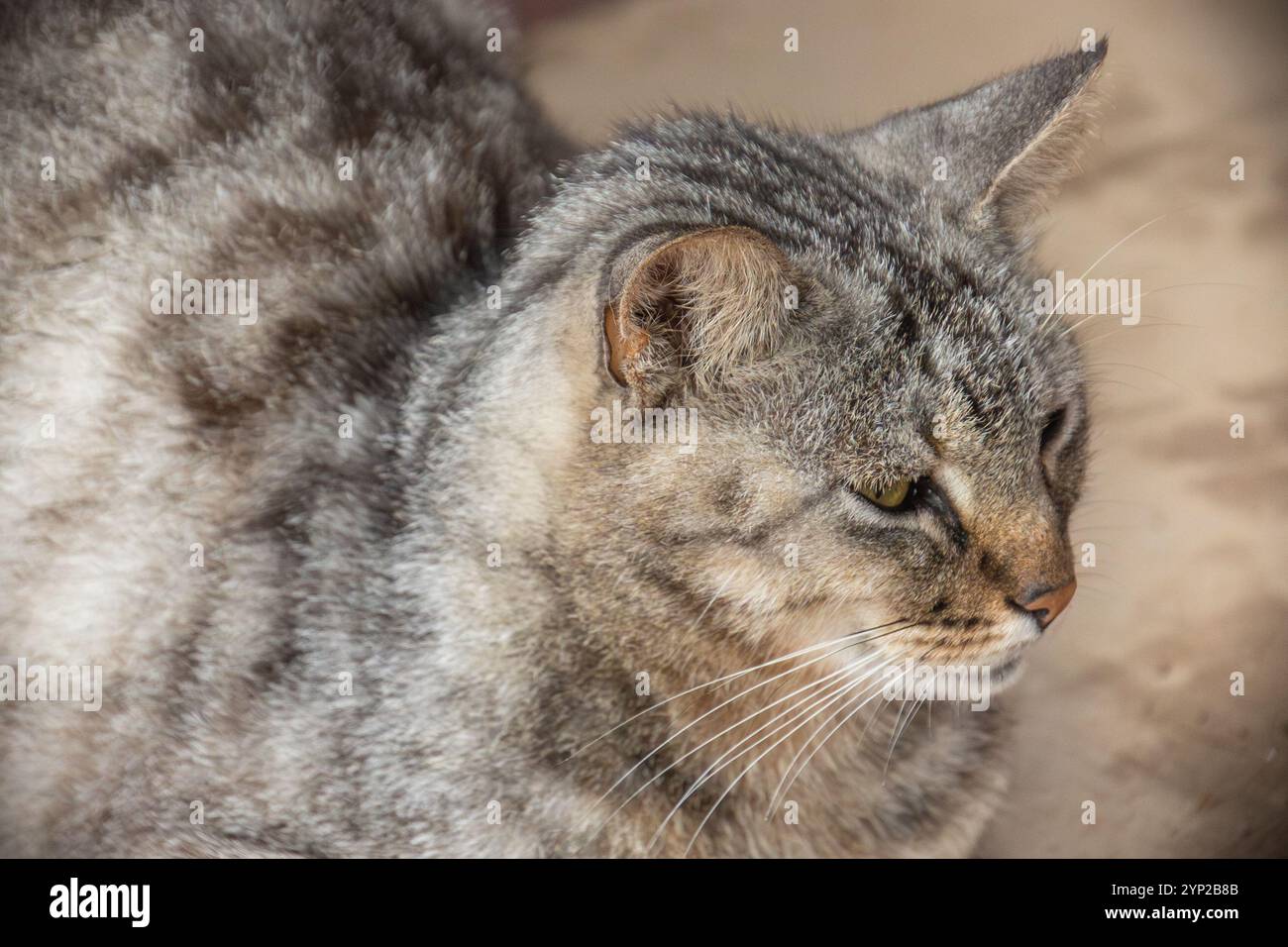 gros plan d'un chat tabby Banque D'Images