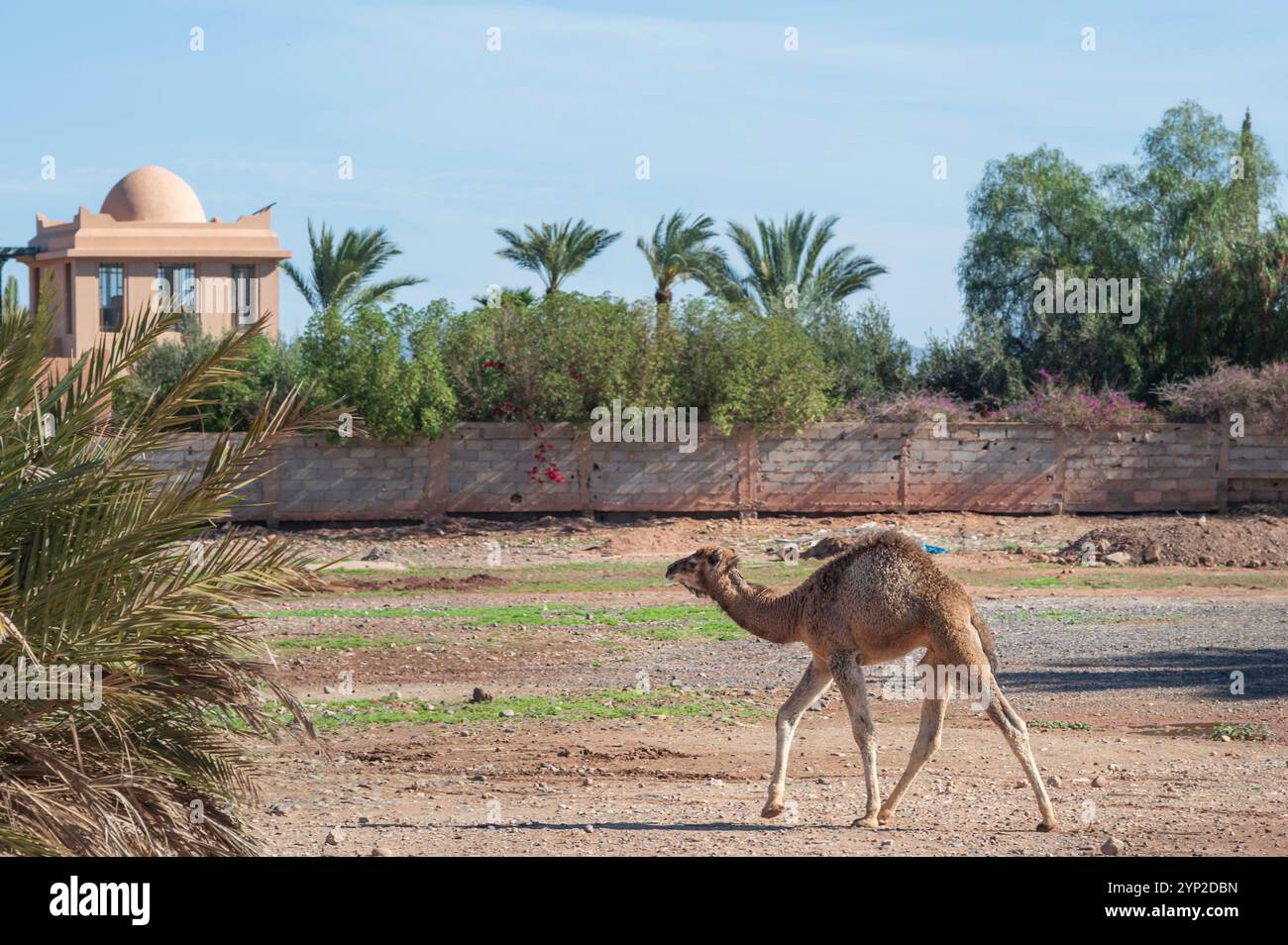 Petit dromadaire, bébé chameau, dans le désert, en dehors de Marrakech, Maroc. Banque D'Images