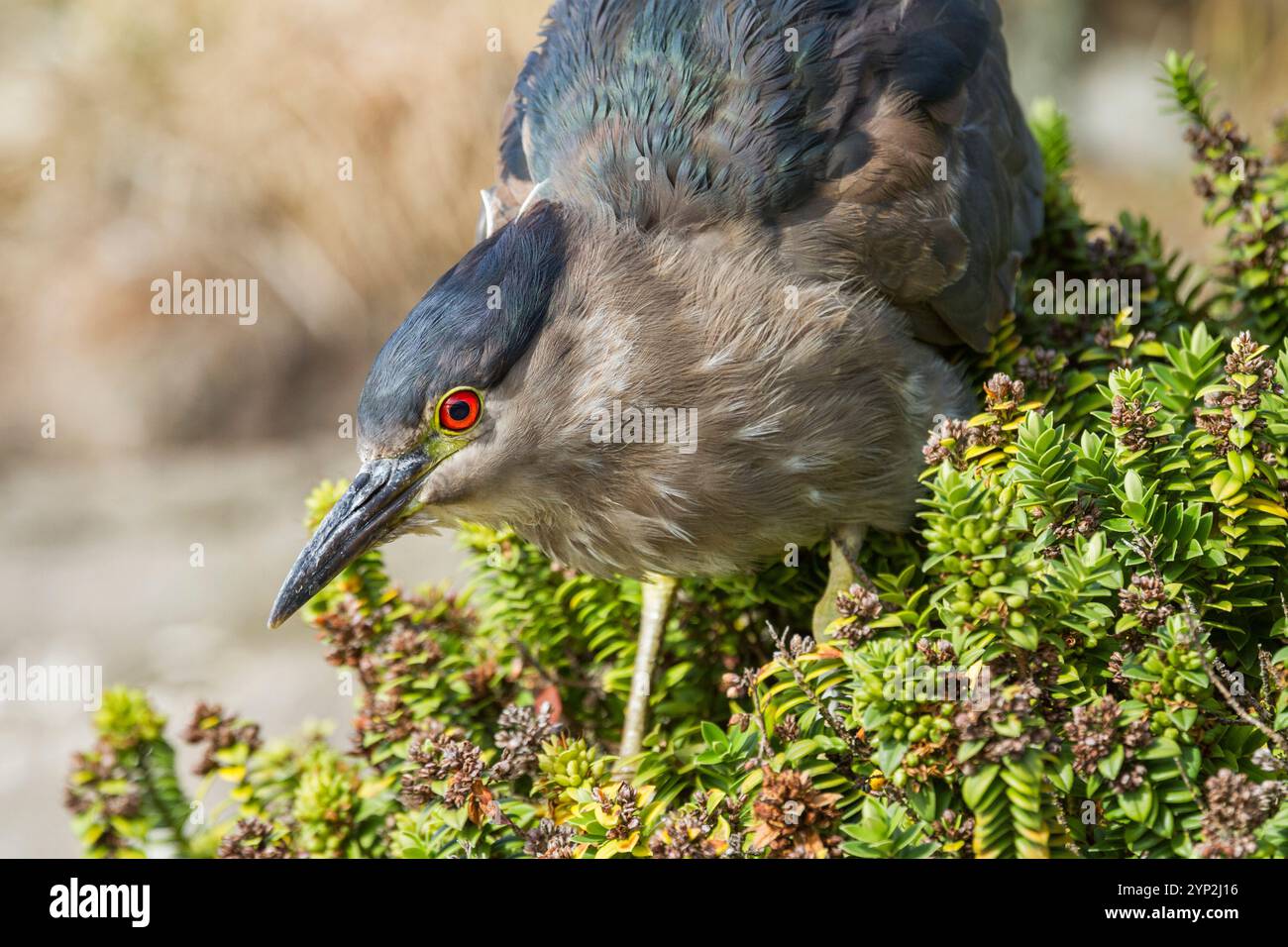 Héron nocturne adulte à couronne noire (Nycticorax nycticorax falklandicus) sur l'île Carcass dans les îles Falkland, Amérique du Sud Banque D'Images