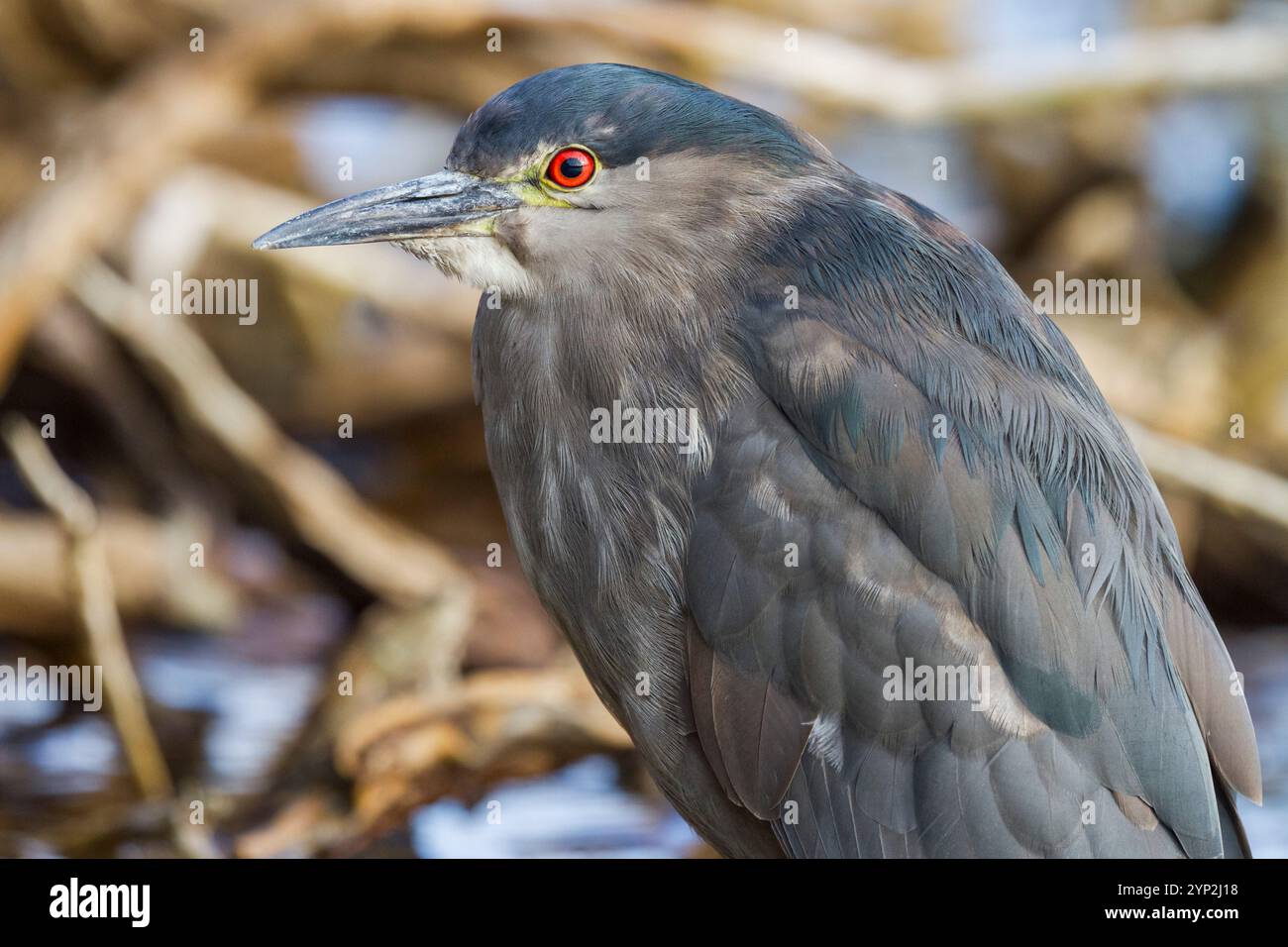Héron nocturne adulte à couronne noire (Nycticorax nycticorax falklandicus) sur l'île Carcass dans les îles Falkland, Amérique du Sud Banque D'Images