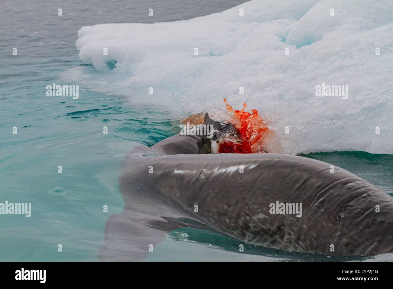 Femelle adulte léopard de mer (Hydrurga leptonyx) tuant et mangeant un manchot Adelie juvénile à Brown Bluff, péninsule antarctique, Antarctique Banque D'Images