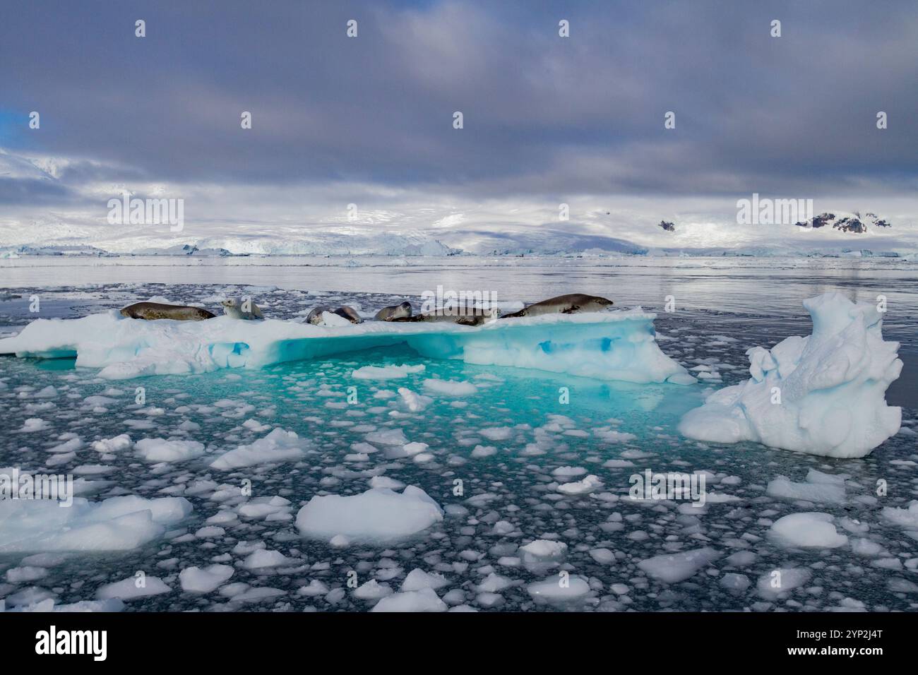Les phoques crabéatériens (Lobodon carcinophaga) traînés sur la banquise dans le port de Neko près de la péninsule Antarctique, Antarctique, régions polaires Banque D'Images Les phoques crabéatériens (Lobodon carcinophaga) traînés sur la banquise dans le port de Neko près de la péninsule Antarctique, Antarctique, régions polaires Banque D'Images
