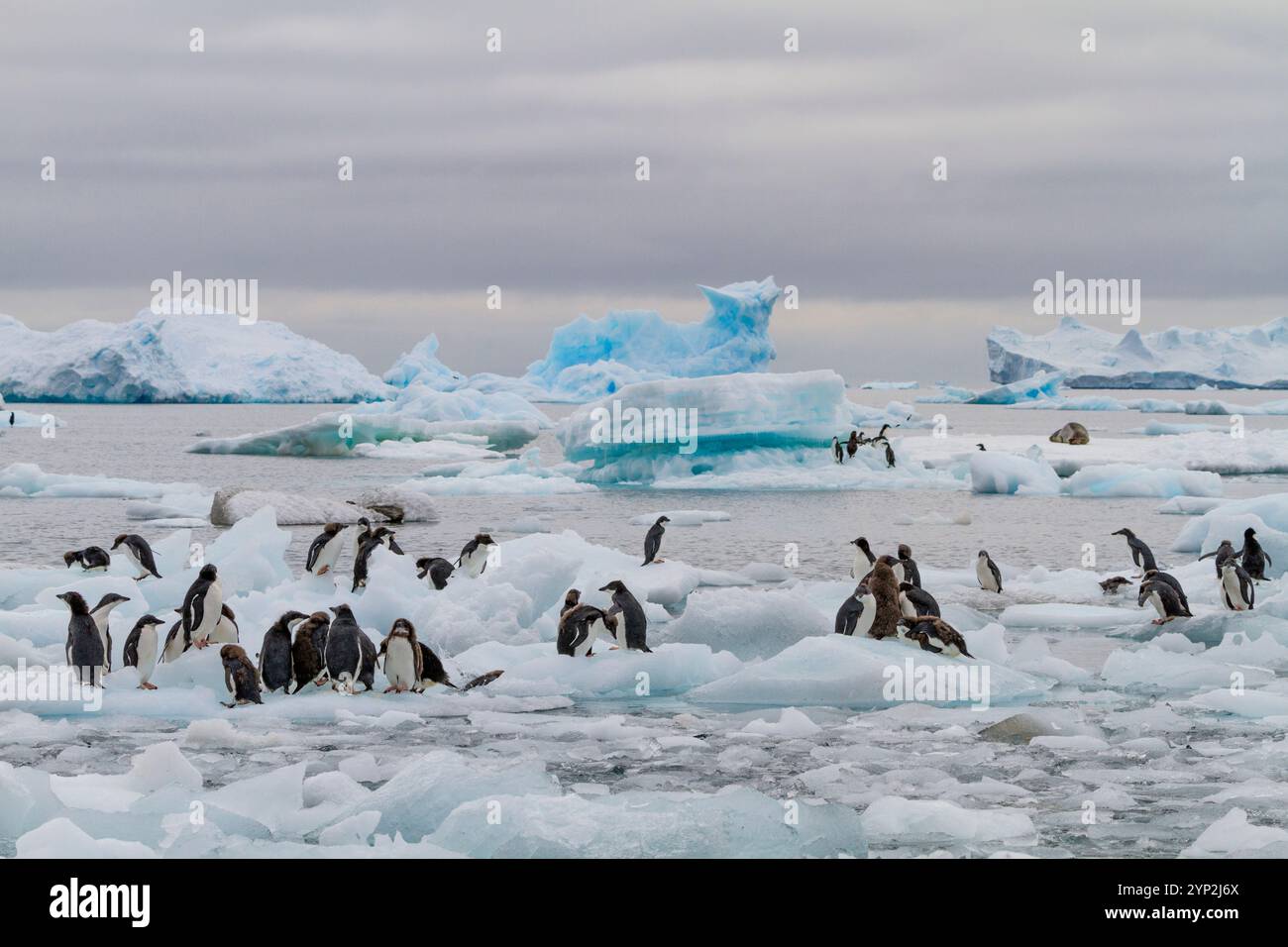 Pingouin Adelie de première année (Pygoscelis adeliae) poussins à la colonie de reproduction à Brown Bluff, Antarctique, régions polaires Banque D'Images