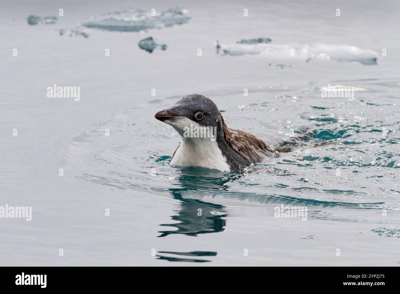 Pingouin Adelie de première année (Pygoscelis adeliae) poussin à la colonie de reproduction à Brown Bluff, Antarctique, régions polaires Banque D'Images