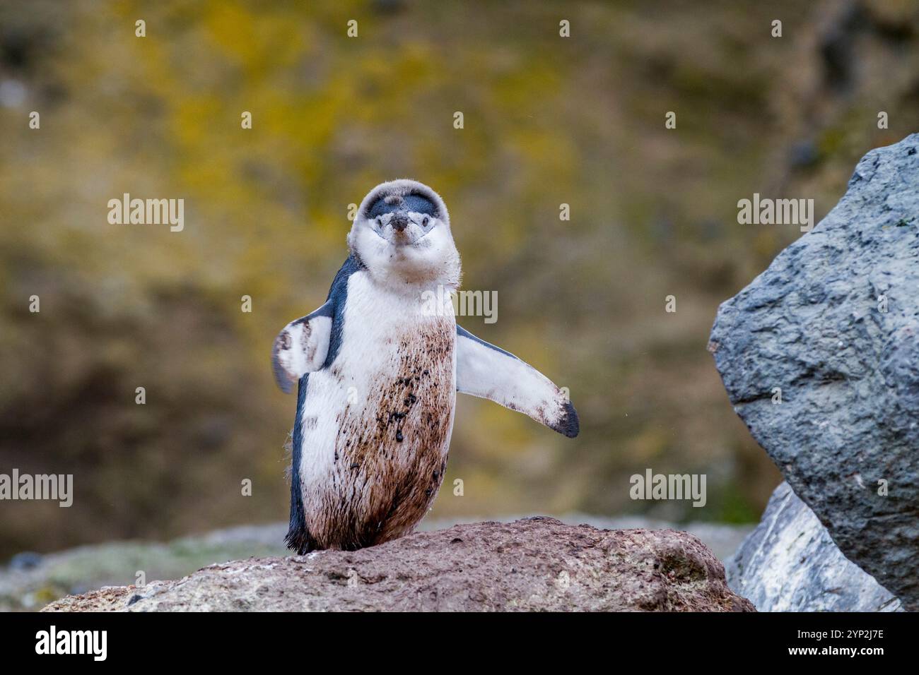 Manchot jugulaire (Pygoscelis antarctica) mue à Baily Head sur l'île Deception, Antarctique, Océan Austral, régions polaires Banque D'Images