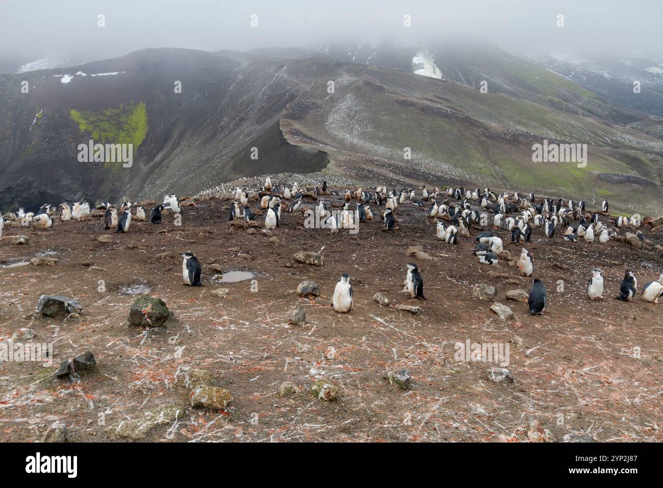 Manchot jugulaire (Pygoscelis antarctica) colonie de reproduction à Baily Head sur l'île Deception, Antarctique, Océan Austral, régions polaires Banque D'Images