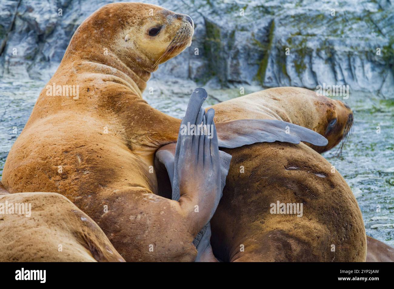 Des lions de mer sud-américains (Otaria flavescens) traînés sur un petit îlot rocheux juste à l'extérieur d'Ushuaia, Argentine, Amérique du Sud Banque D'Images