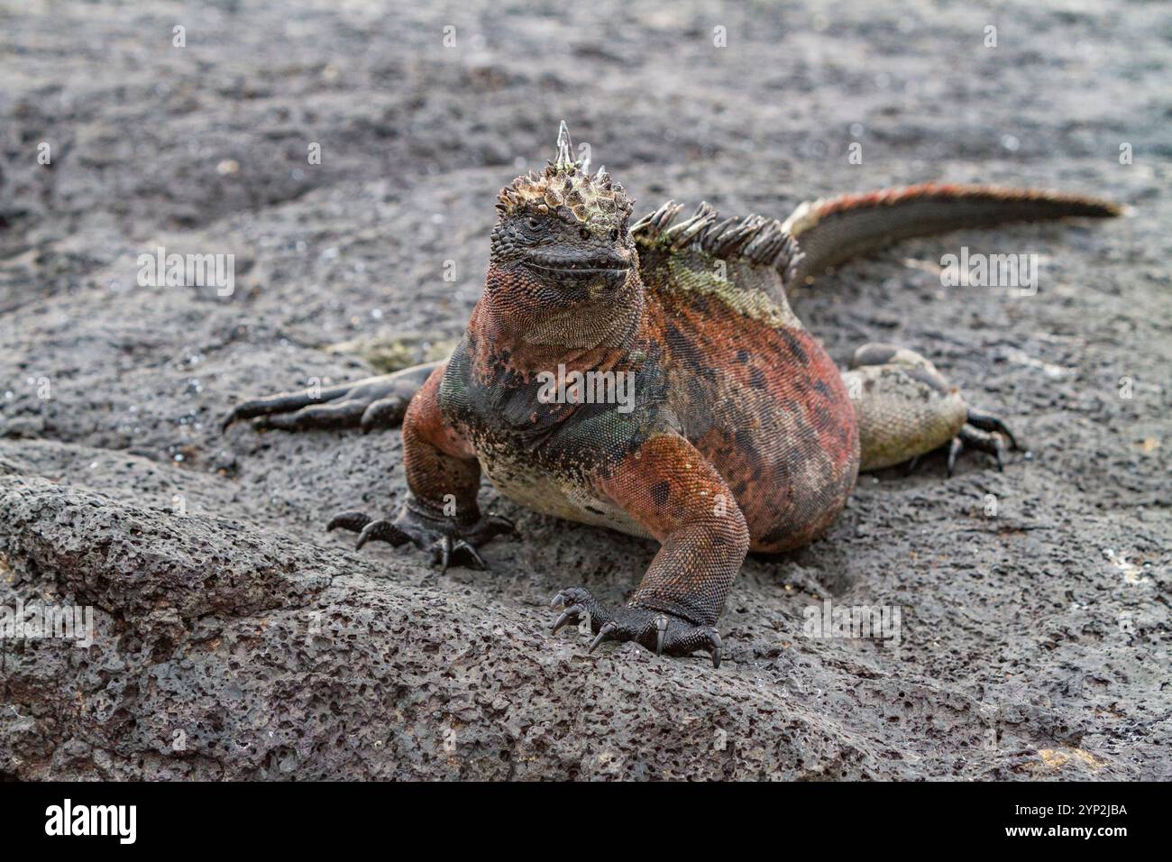 L'iguane marin endémique des Galapagos (Amblyrhynchus cristatus) dans l'archipel des îles Galapagos, site du patrimoine mondial de l'UNESCO, Équateur, Amérique du Sud Banque D'Images
