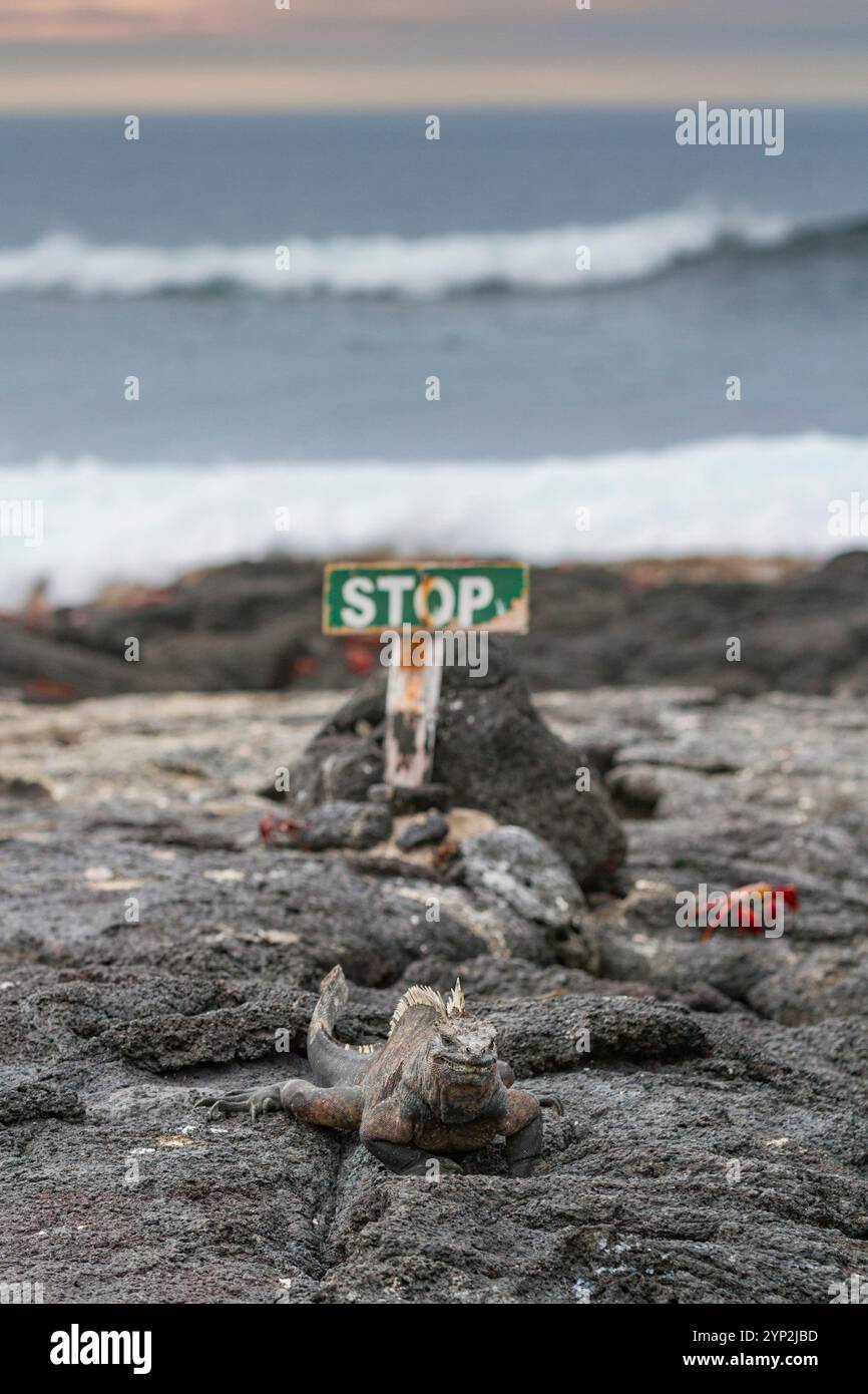 L'iguane marin endémique des Galapagos (Amblyrhynchus cristatus) dans l'archipel des îles Galapagos, site du patrimoine mondial de l'UNESCO, Équateur, Amérique du Sud Banque D'Images