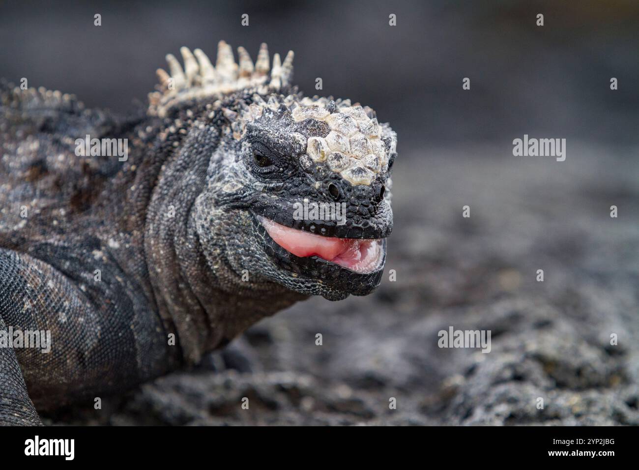 L'iguane marin endémique des Galapagos (Amblyrhynchus cristatus) dans l'archipel des îles Galapagos, site du patrimoine mondial de l'UNESCO, Équateur, Amérique du Sud Banque D'Images