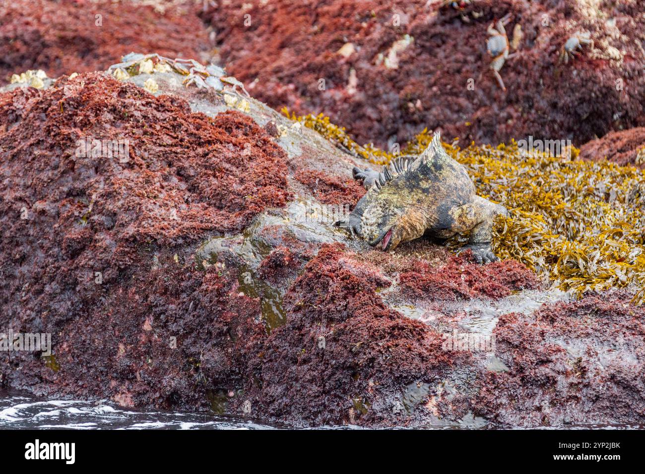 L'iguane marin endémique des Galapagos (Amblyrhynchus cristatus) dans l'archipel des îles Galapagos, site du patrimoine mondial de l'UNESCO, Équateur, Amérique du Sud Banque D'Images