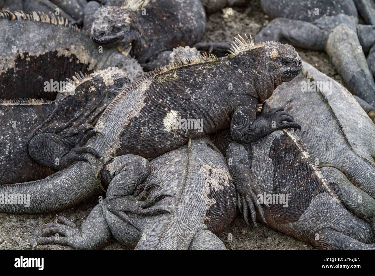 L'iguane marin endémique des Galapagos (Amblyrhynchus cristatus) dans l'archipel des îles Galapagos, site du patrimoine mondial de l'UNESCO, Équateur, Amérique du Sud Banque D'Images