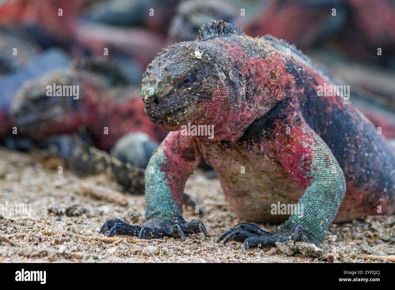 L'iguane marin endémique des Galapagos (Amblyrhynchus cristatus) sur l'île d'Espanola dans les îles Galapagos, site du patrimoine mondial de l'UNESCO, Équateur Banque D'Images