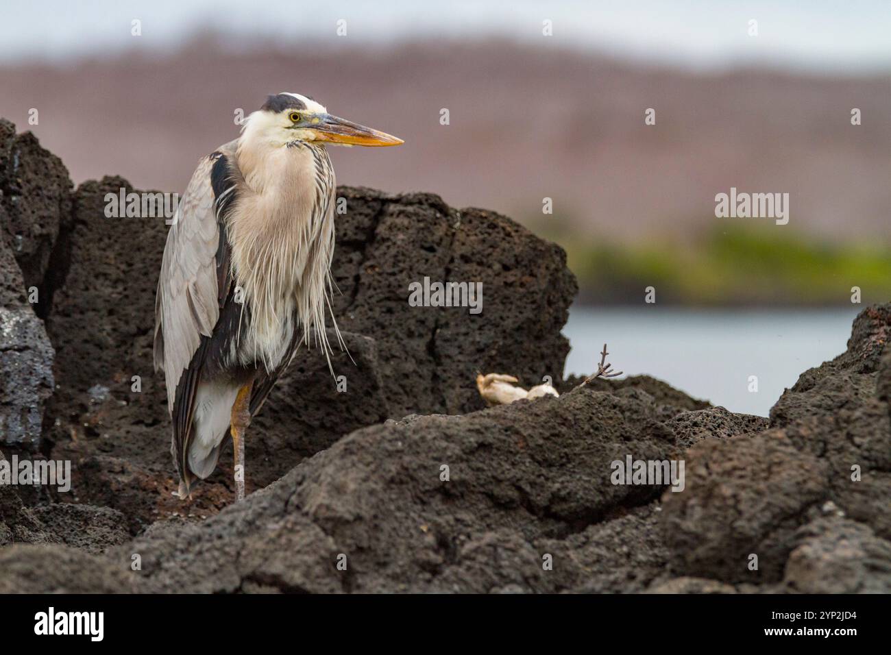 Grand héron bleu adulte (Ardea herodias cognata) à Cerro Dragon sur l'île de Santa Cruz dans les îles Galapagos, site du patrimoine mondial de l'UNESCO, Équateur, SP Banque D'Images