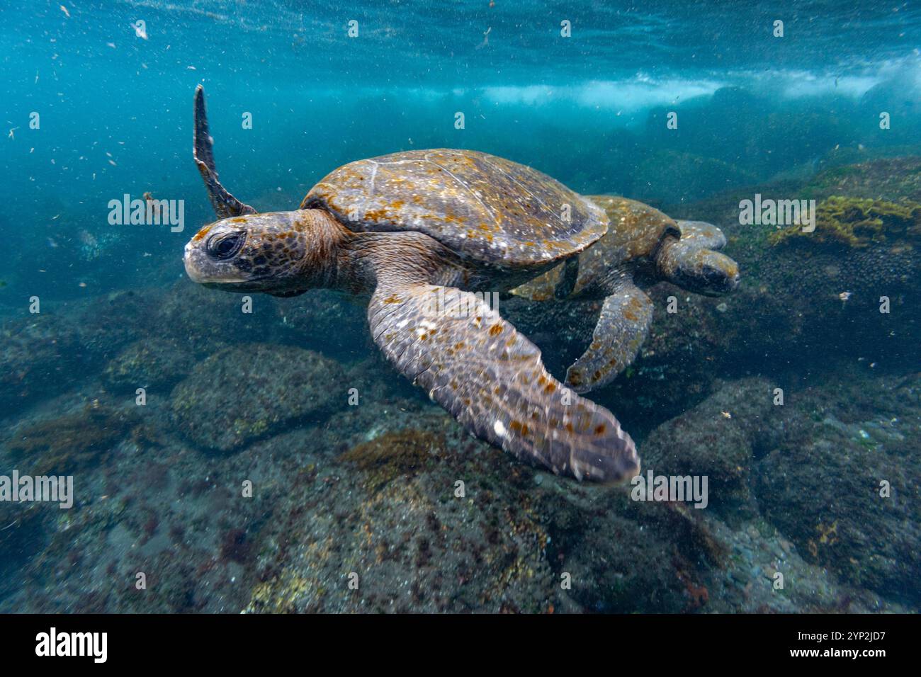 Tortues de mer vertes adultes (Chelonia mydas agassizii) sous l'eau au large de la côte ouest d'Isabela, îles Galapagos, site du patrimoine mondial de l'UNESCO, Équateur Banque D'Images