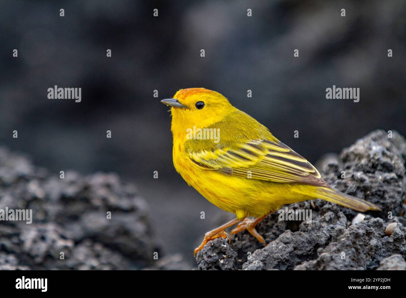 Paruline jaune mâle adulte (Dendroica petechia aureola) dans l'archipel des îles Galapagos, site du patrimoine mondial de l'UNESCO, Équateur, Amérique du Sud Banque D'Images