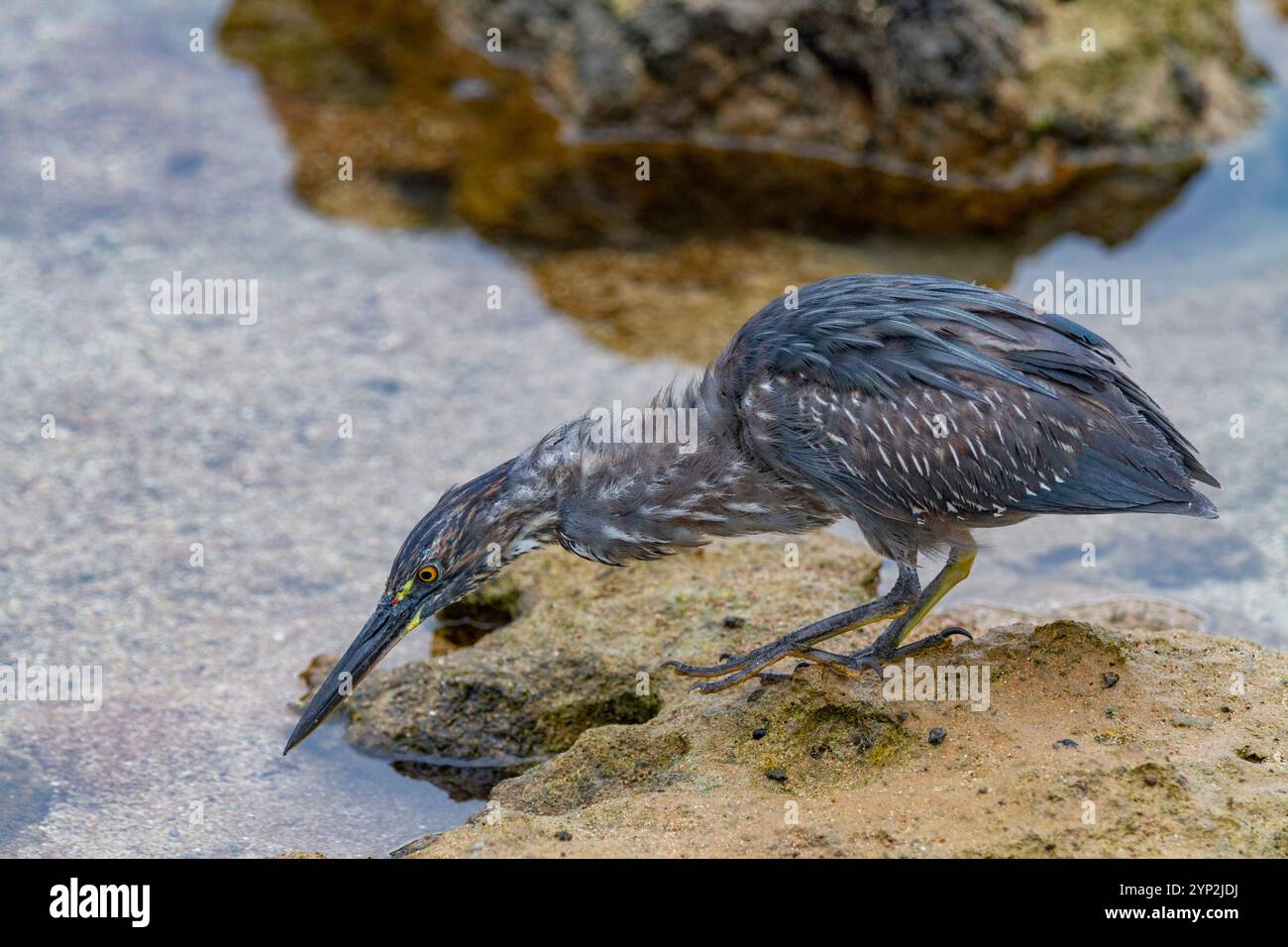 Héron des Galapagos (Butorides sundevalli) pêchant le long de la rive de lave dans les îles Galapagos, site du patrimoine mondial de l'UNESCO, Équateur, Amérique du Sud Banque D'Images