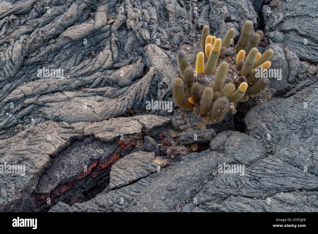 Cactus de lave endémique (Brachycereus spp) poussant dans l'archipel des îles Galapagos, site du patrimoine mondial de l'UNESCO, Équateur, Amérique du Sud Banque D'Images