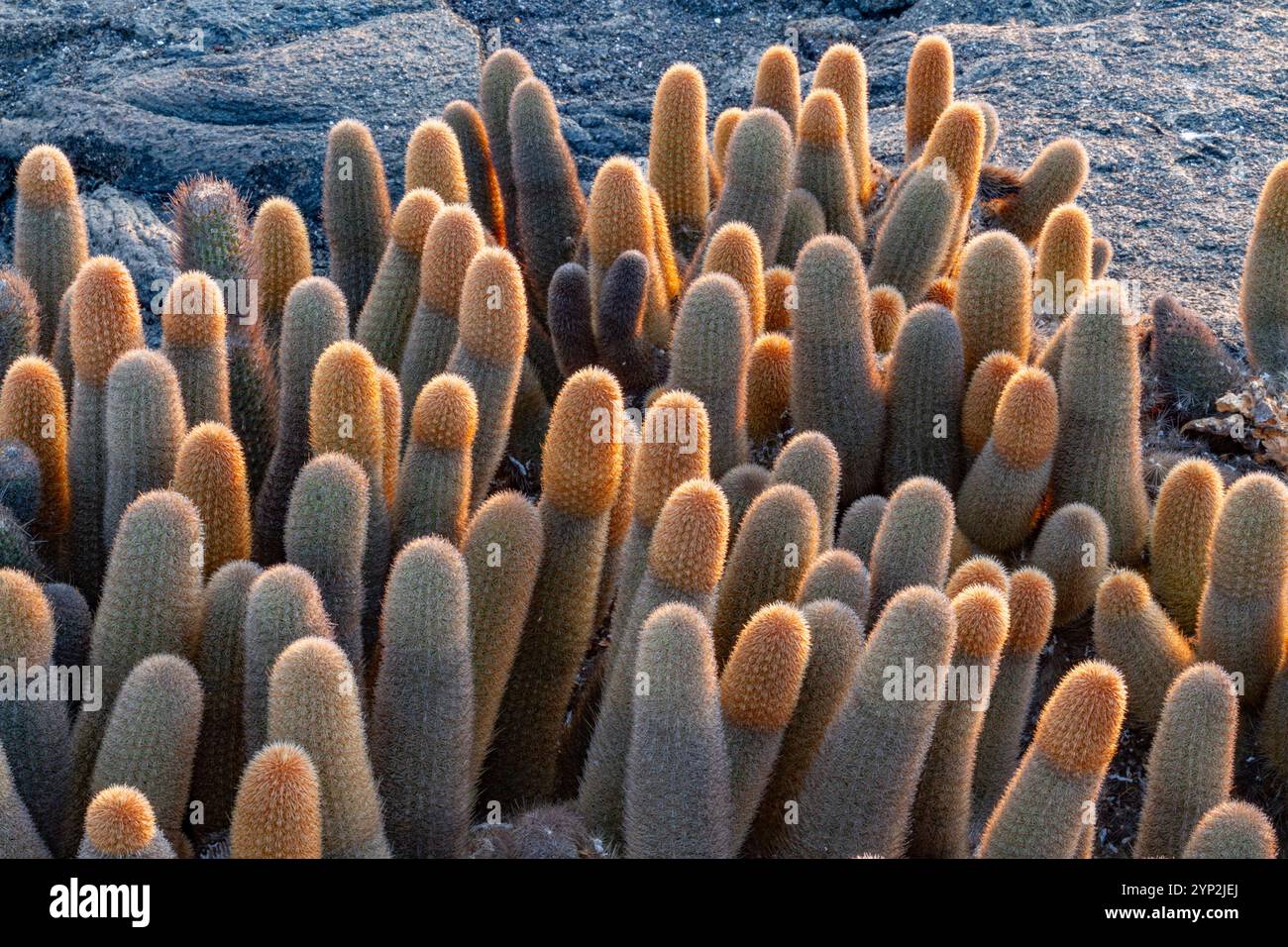 Cactus de lave endémique (Brachycereus spp) poussant dans l'archipel des îles Galapagos, site du patrimoine mondial de l'UNESCO, Équateur, Amérique du Sud Banque D'Images