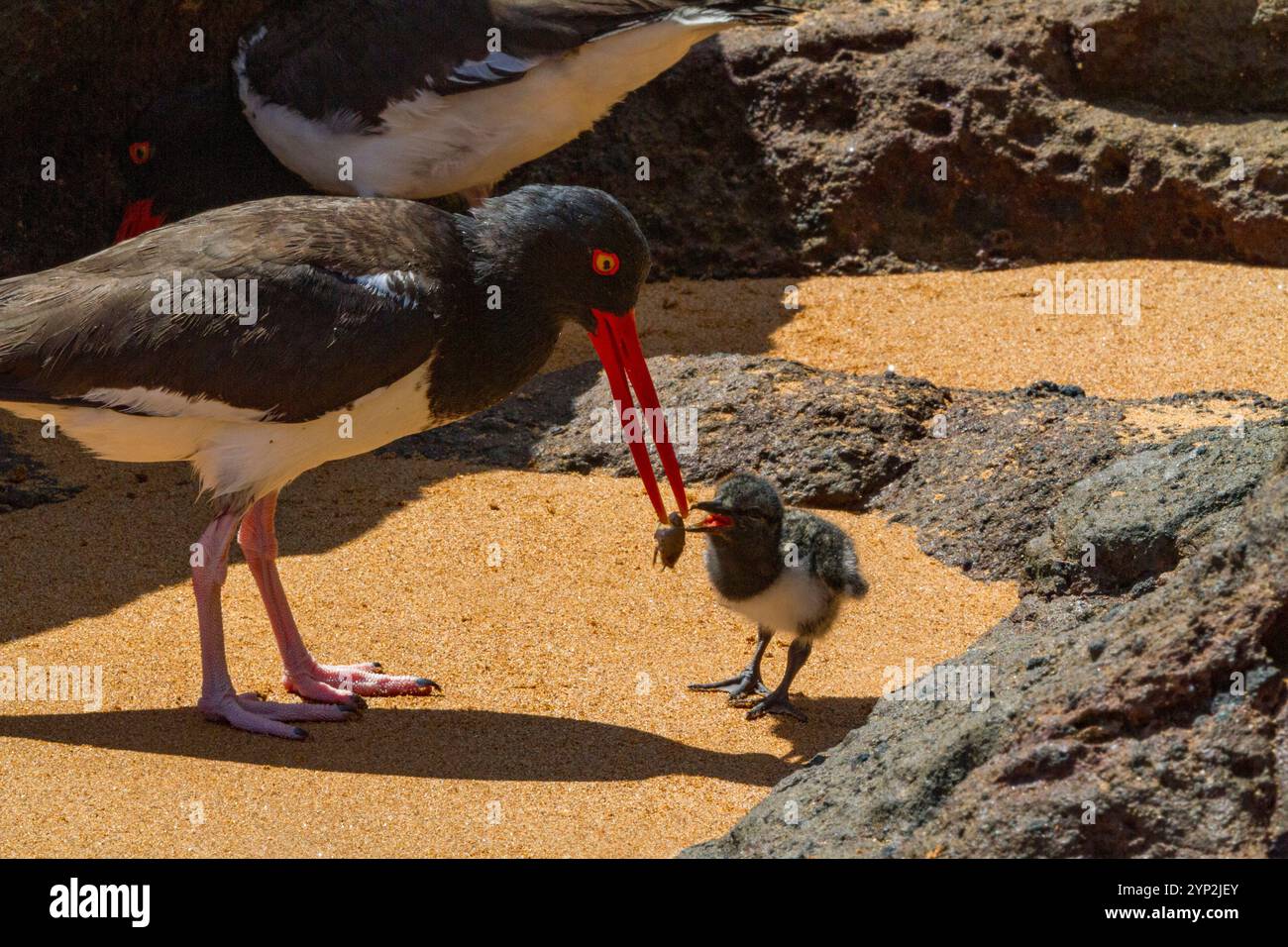 Huîtres adultes américains (Haematopus palliatus galapagensis) nourrissant des poussins le long de la côte sur l'île Bartolome dans le groupe des îles Galapagos Banque D'Images
