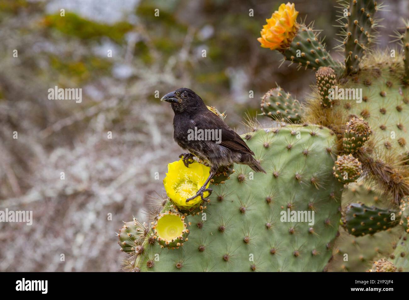 pinsons adultes (Geospiza scandens), l'une des 15 espèces de pinsons de Darwin, sur l'île Santa Cruz, archipel des îles Galapagos Banque D'Images